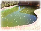 Small legacy photo of a backyard pool with green, untreated water.